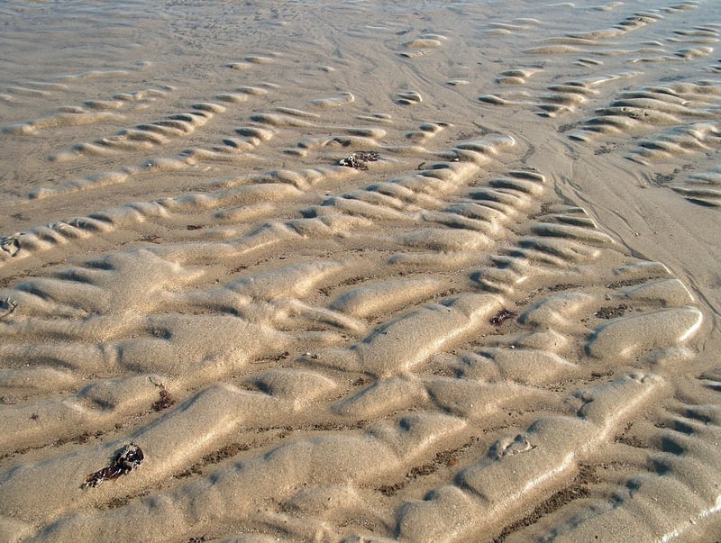 Unicorn in a magical forest